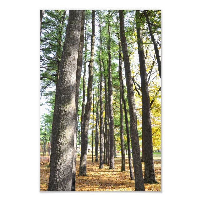 Saratoga Spa State Park Pines Photo Print (Front)
