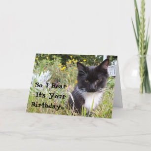 Sarcastic Tuxedo Kitten Birthday Card
