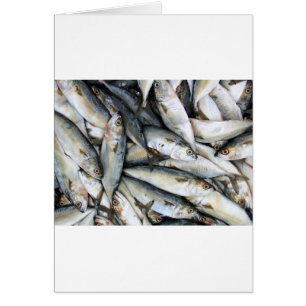 Sardines