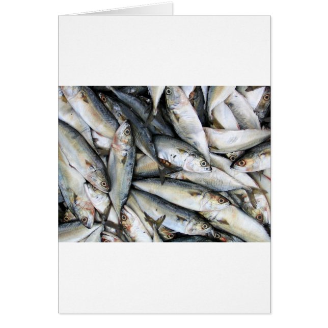 Sardines (Front)