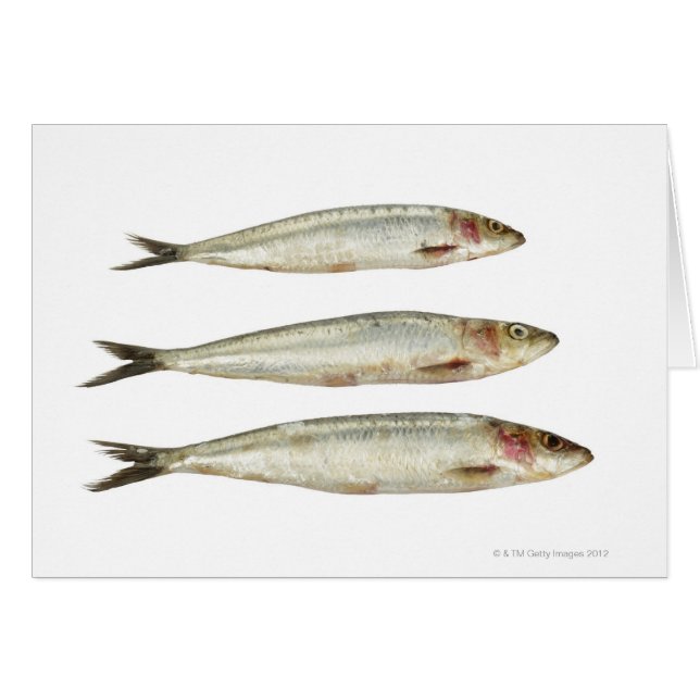 Sardines (Pilchards) 2 (Front Horizontal)