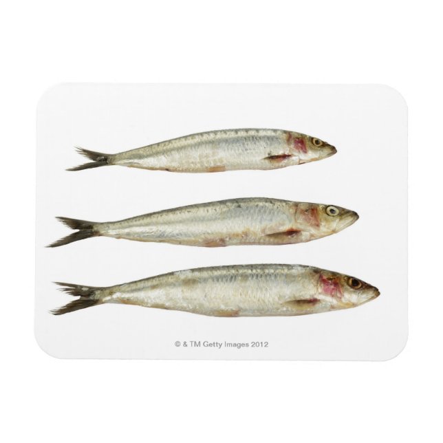 Sardines (Pilchards) 2 Magnet (Horizontal)