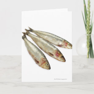 Sardines (Pilchards) Card