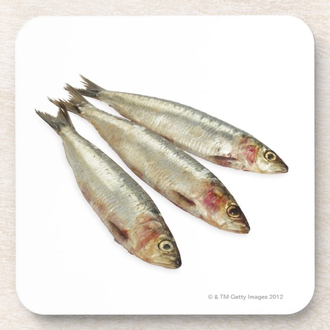 Sardines (Pilchards) Coaster (Front)