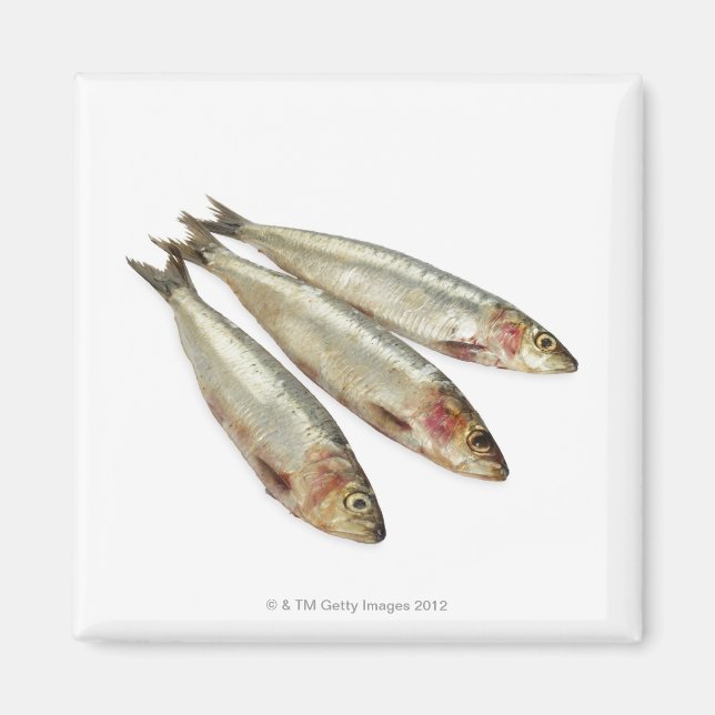 Sardines (Pilchards) Magnet (Front)