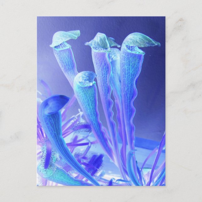 sarracenia blues postcard (Front)
