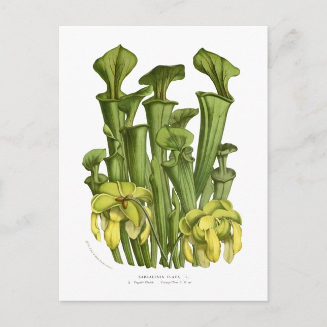 Sarracenia flava postcard (Front)