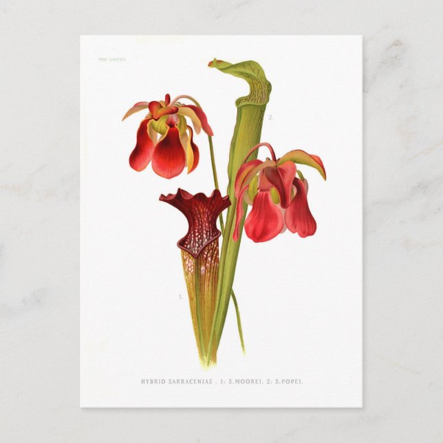 Sarracenia hybrids postcard (Front)