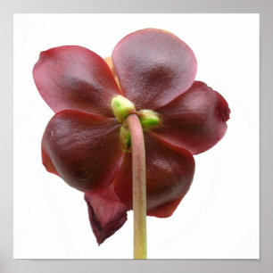 Sarracenia purpurea Pitcher Plant Flower Poster