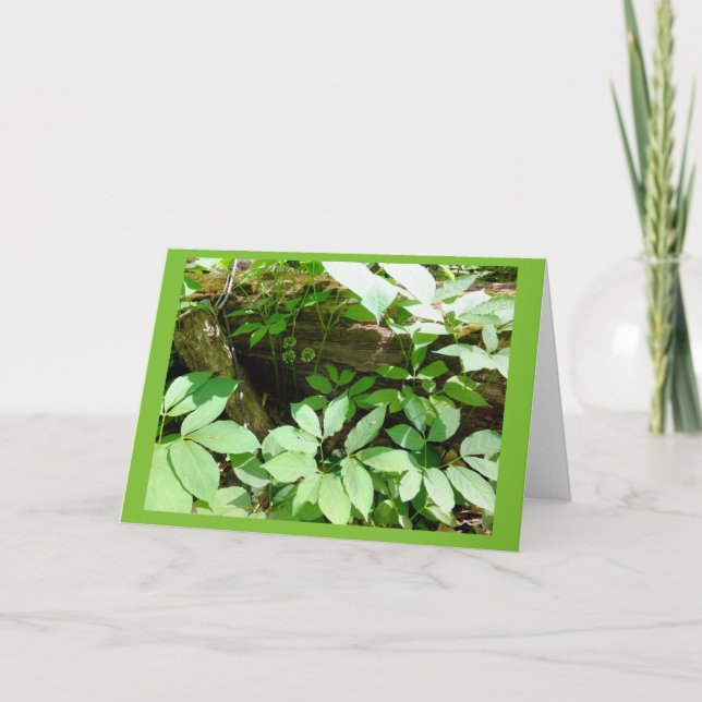 Sarsasparilla in Woodland Blank Note Card (Front)