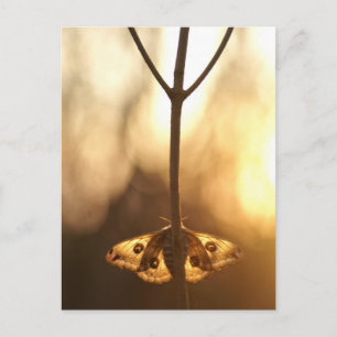 Sarurnia pavonia postcard