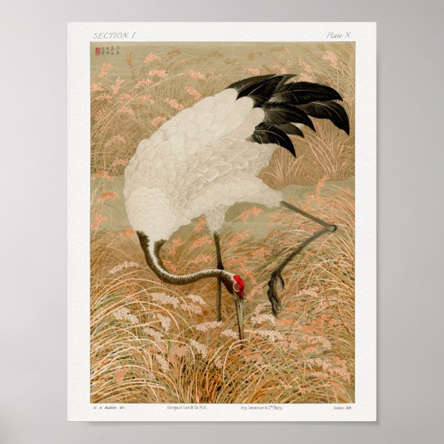 Sarus Crane in Rice Field by G.A. Audsley (1884) Poster (Front)