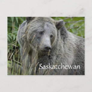 Saskatchewan grizzly bear postcard