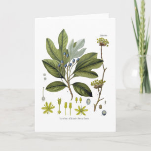 Sassafras officinale card