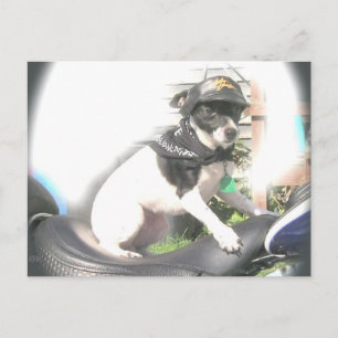 Sassy Biker Rat Terrier  Babe Postcard