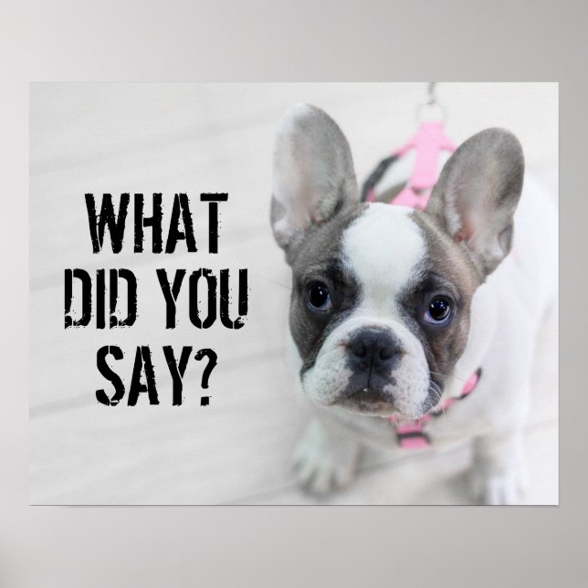 Sassy French Bulldog Poster (Front)