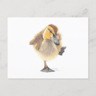 Sassy New Zealand Grey Duckling Post Card