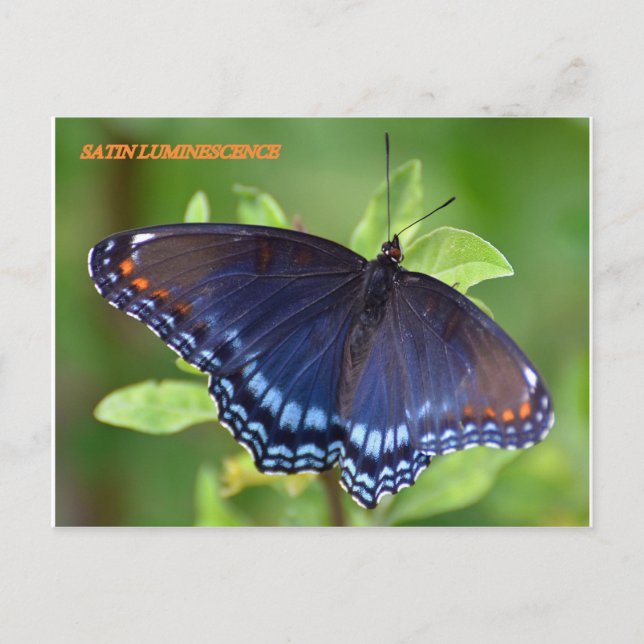 SATIN LUMINESCENCE POSTCARD (Front)