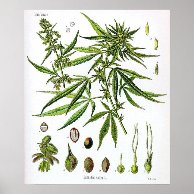 Sativa  Plant Vintage Botany Drawing Poster (Front)