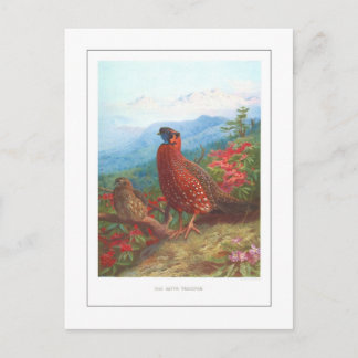 Satyr Tragopan Postcard