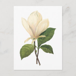 saucer magnolia(Magnolia soulangiana) by Redouté Postcard