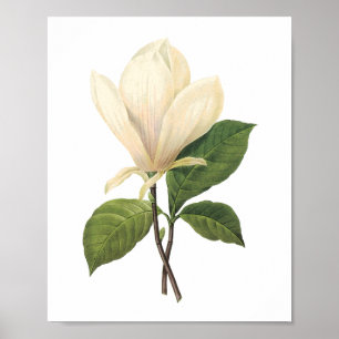 saucer magnolia(Magnolia soulangiana) by Redouté Poster