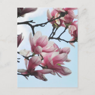 Saucer Magnolia Tulip Tree Flowers Photo Postcard