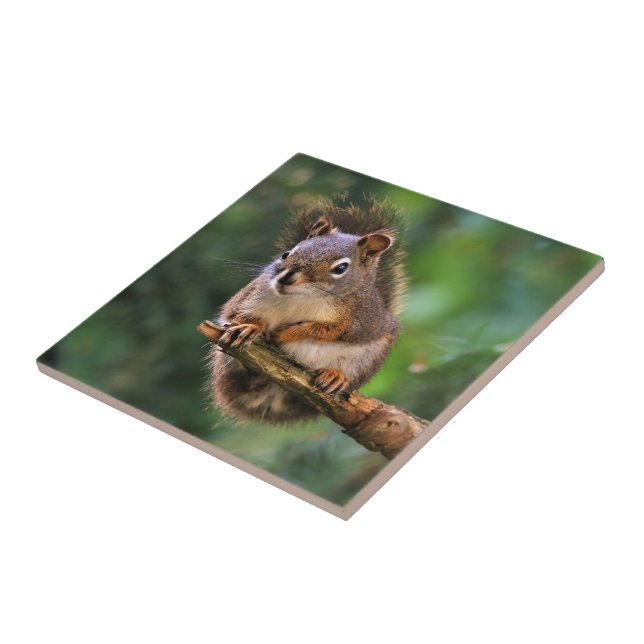 Saucy Red Squirrel in the Fir Ceramic Tile (Side)