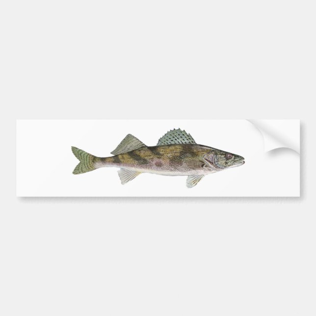 Sauger Bumper Sticker (Front)