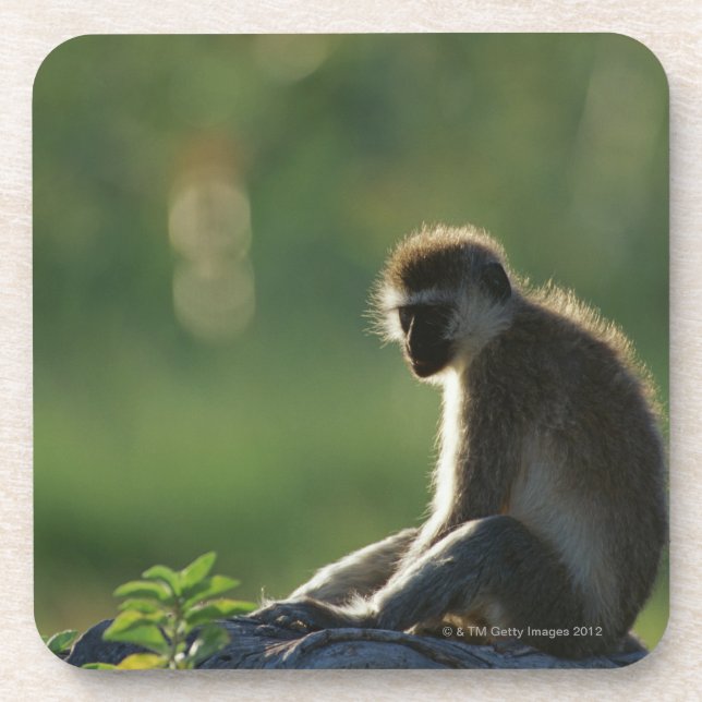 Savanna Monkey Coaster (Front)