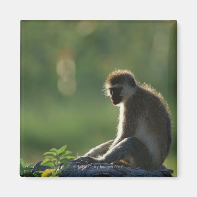 Savanna Monkey Magnet (Front)