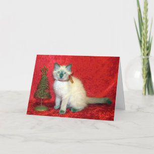 Savannah -Balinese Kitten - Cat / Kitten Christmas Holiday Card