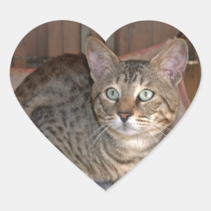 Savannah Cat Heart Sticker