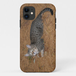 Savannah Cat iPhone 5 11 Case