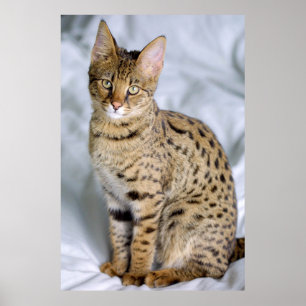 Savannah Cat Poster