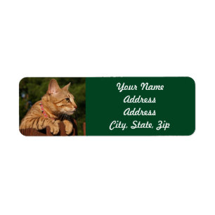 Savannah Cat Return Address Sticker