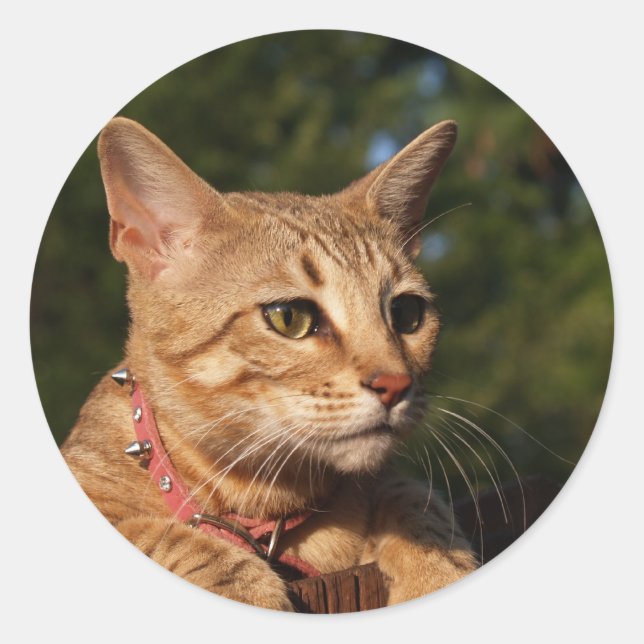 Savannah Cat Round Sticker (Front)