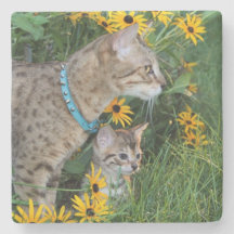 Savannah Cat Square Coaster