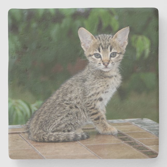 Savannah Cat Square Coaster (Front)