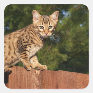 Savannah Cat Square Sticker