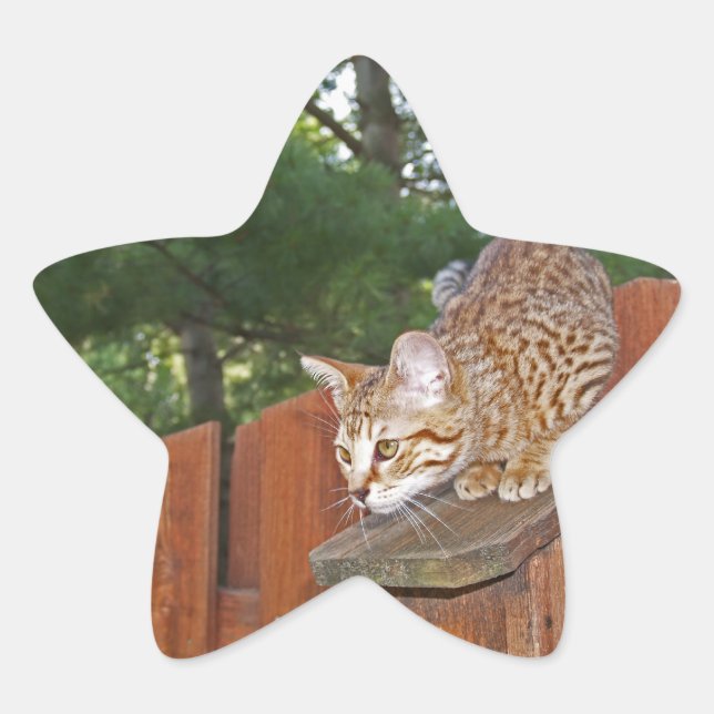 Savannah Cat Star Sticker (Front)