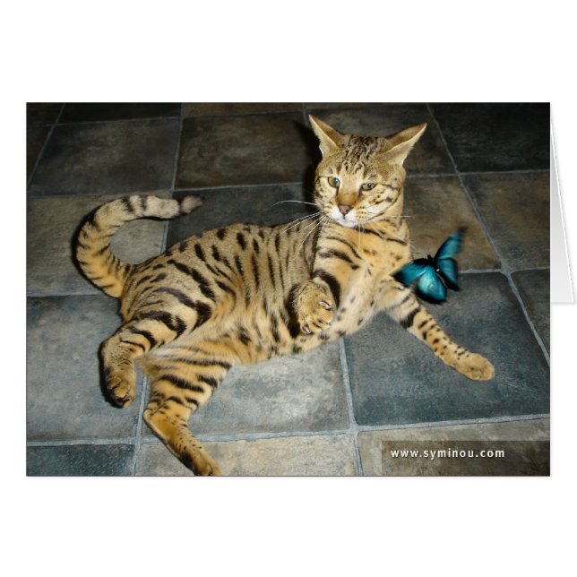 Savannah Cat surprise Card (Front Horizontal)