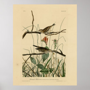 Savannah Finch (Sparrow) Audubon Birds of America Poster