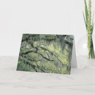 Savannah, Georgia, Live Oak tree draped with Card