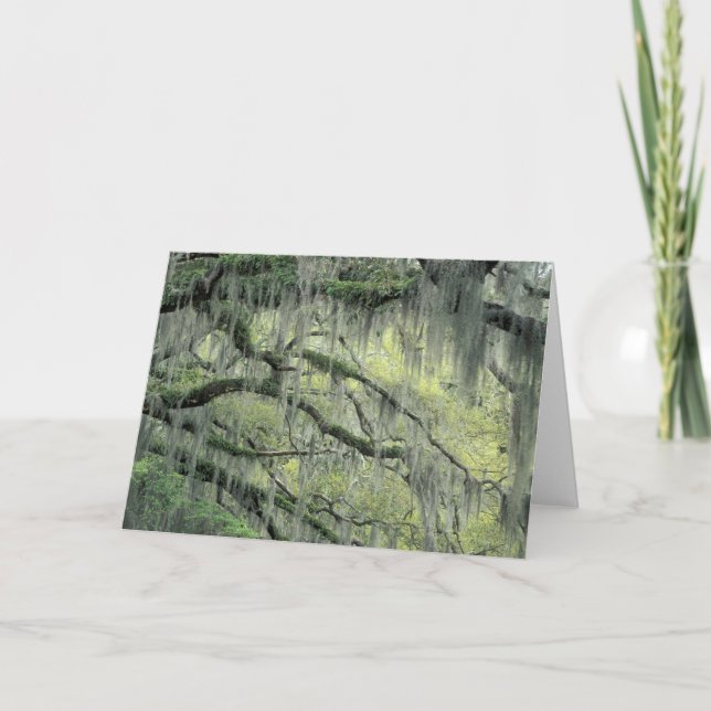 Savannah, Georgia, Live Oak tree draped with Card (Front)