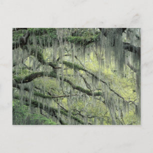 Savannah, Georgia, Live Oak tree draped with Postcard