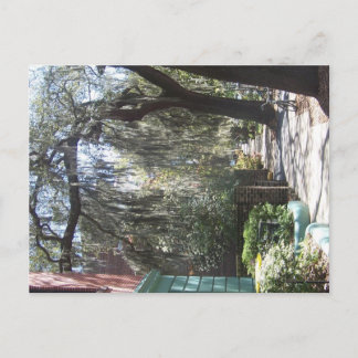 Savannah Moss Postcard