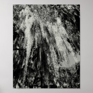 Savannah Series: Spanish Moss Poster