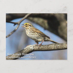 Savannah Sparrow Postcard