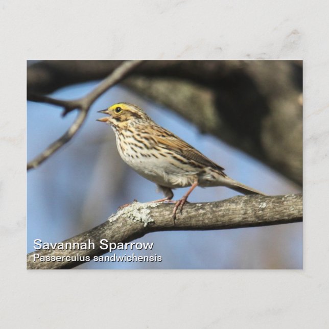 Savannah Sparrow Postcard (Front)
